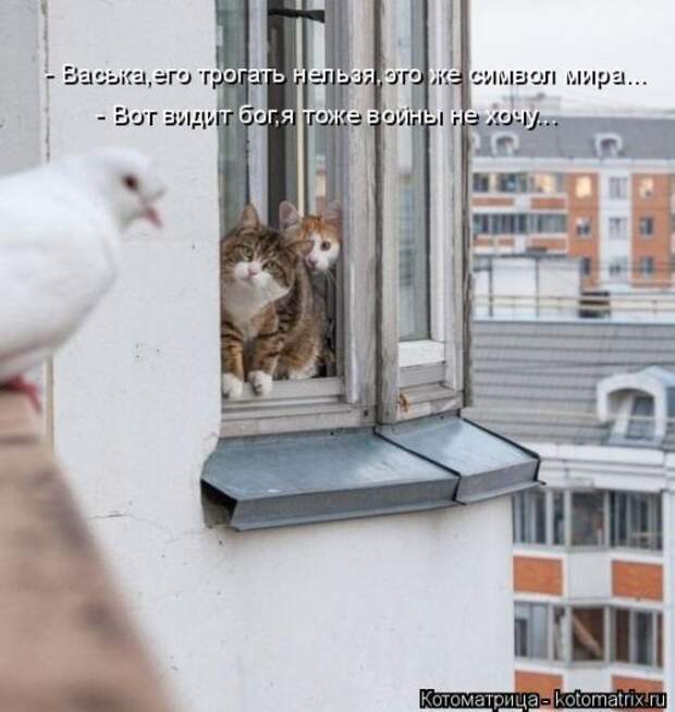 Котоматрица недели (31 фото)