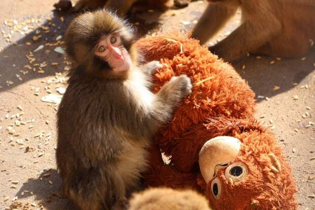 Детёныш макаки Панч обрёл уют с плюшевым орангутаном после отказа матери