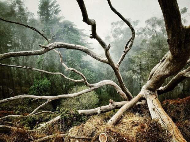 iphone photography award фото сделанные на смартфон (22)