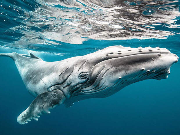 Большой ребенок — горбатый кит. (Фото Karim Iliya): national geographic, фотографии