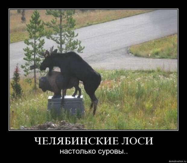Разные смешные демотиваторы, новые приколы на фото.