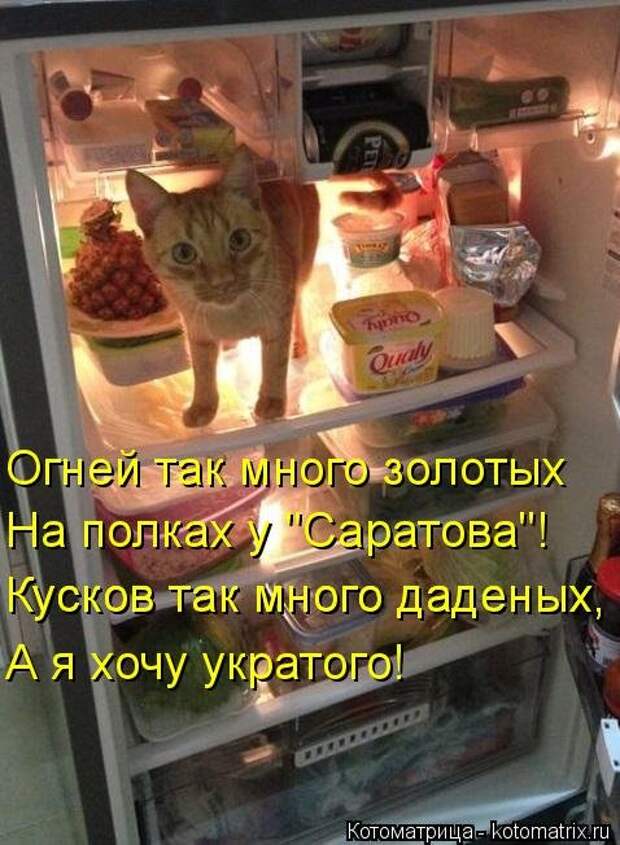 Свежая котоматрица (36 фото)