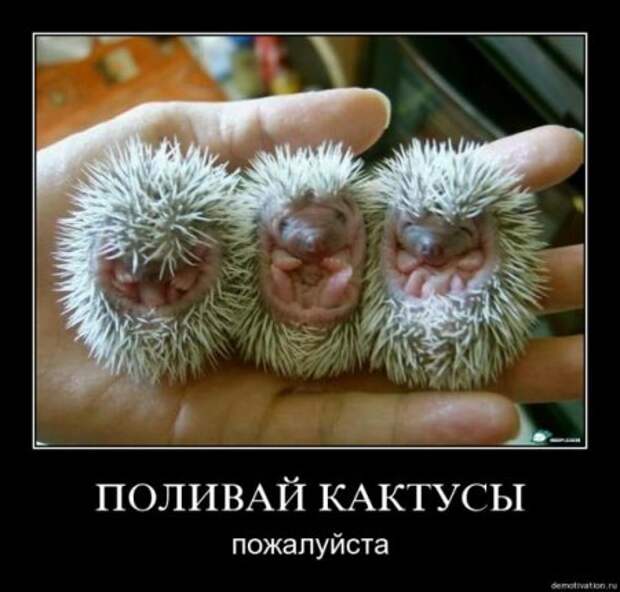 Демотиваторы, будет смешно много новых и прикольных!