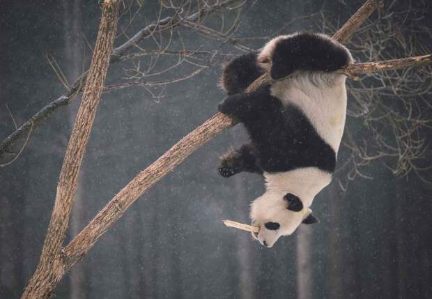 Панда висит на дереве зимой