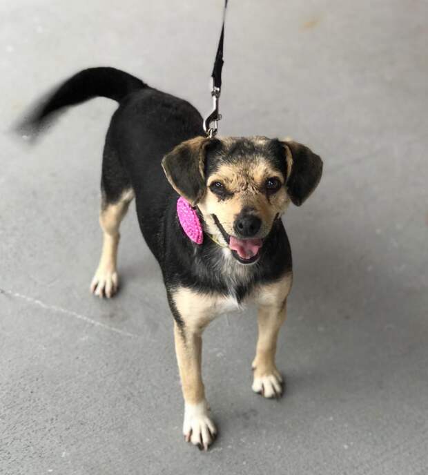 А вместо букетов – собаки: необычное пожелание невесты растрогало гостей