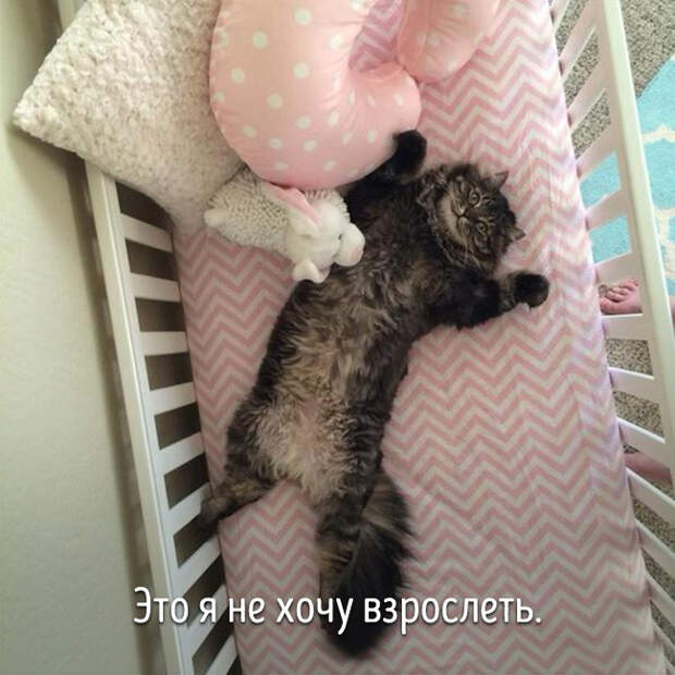животные ведут себя как люди 
