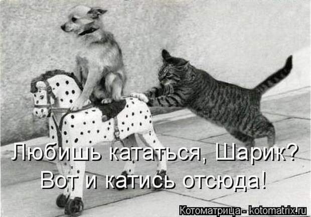Лучшие котоматрицы недели