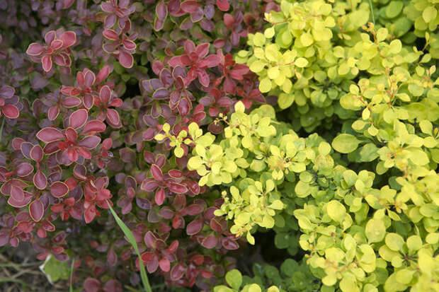 Барбарис Тунберга (Berberis thunbergii), сорта Admiration and Tiny Gold