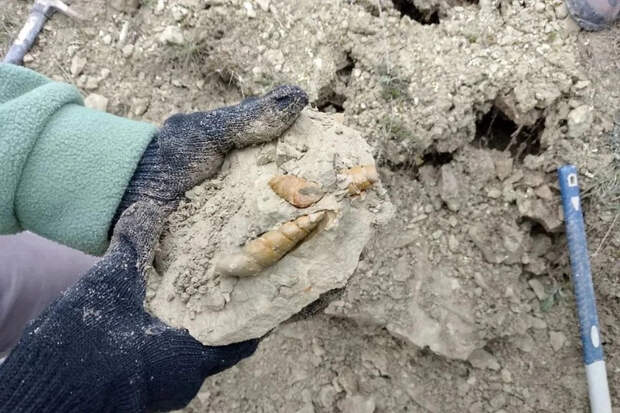 В Крыму нашли древних улиток, которым 57 млн лет