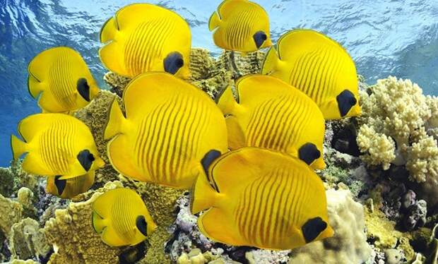 Подводный мир Подводный мир