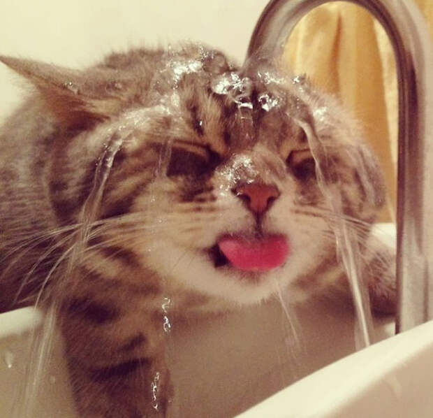 Кошки которые любят воду-3