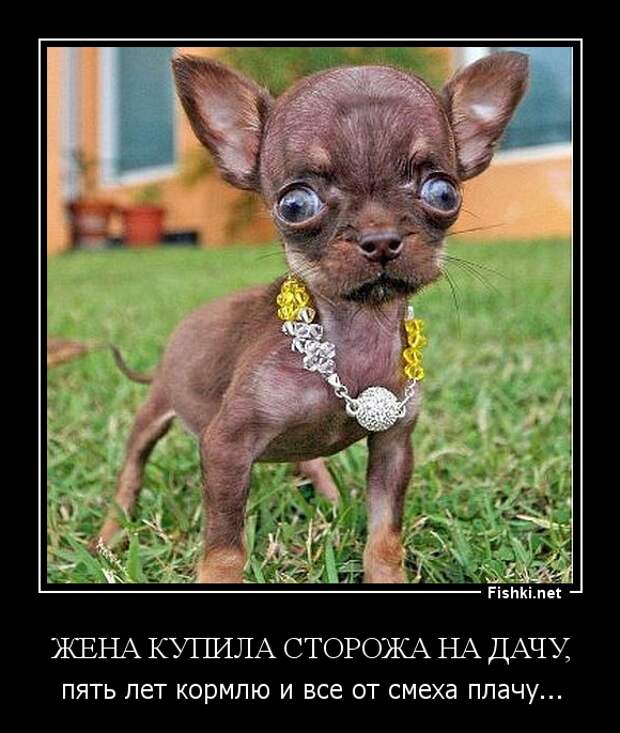 Демотиваторы демотиваторы