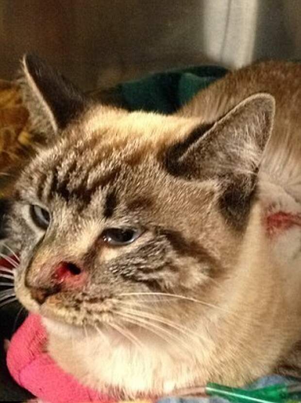 Если у кошек девять жизней, то у этого кота осталось восемь Если у кошек девять жизней, то у этого кота осталось восемь интересное, кот, стрела