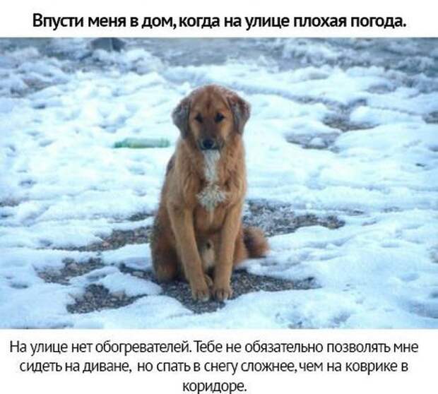 Берегите своих питомцев животные, люди, отношение, собаки