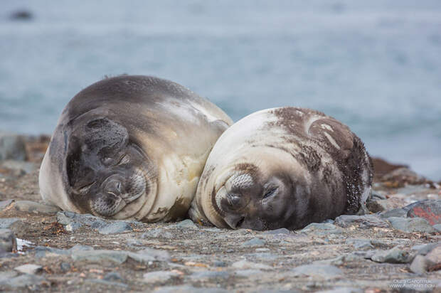 Влюбленная парочка тюленей  Антарктика, фотография