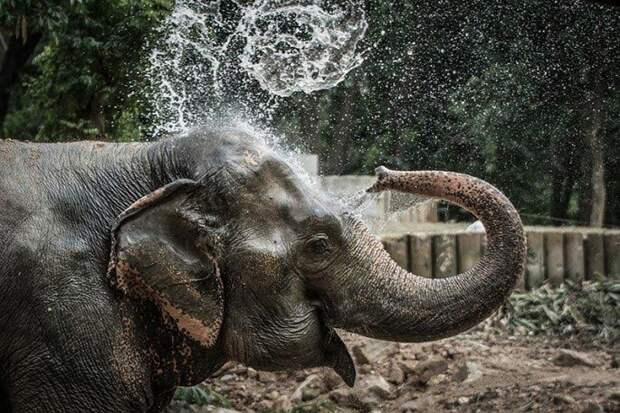 Слон Нингнонг добро, животные, спасение