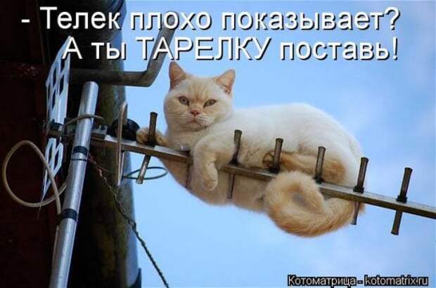 Котоматрицы (картинки с подписями)