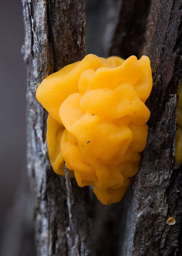 Fungi03 Самые красивые грибы в мире