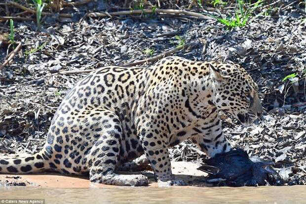 Добыча в лапах, а ягуариха довольна своим триумфом. jaguar, дикая природа, дикие животные, животные, охота, природа, фото, хищник