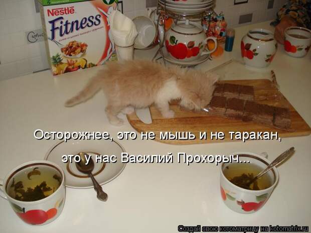 Котоматрица: Осторожнее, это не мышь и не таракан, это у нас Василий Прохорыч...