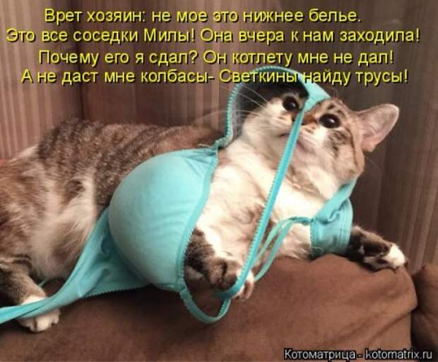 Отличная котоматрица для поднятия настроения (40 фото)