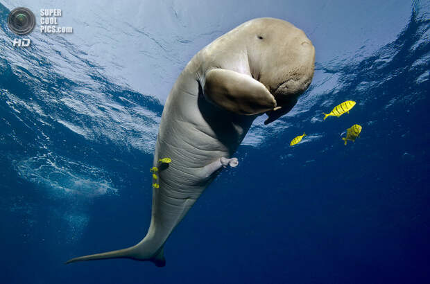 Категория: Wide-angle/Marine Life. 2 место. (Christian Schlamann/UnderwaterPhotography.com)