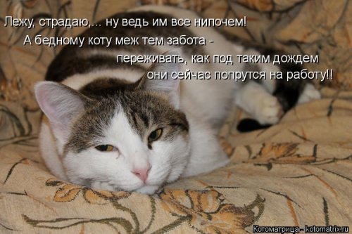Еженедельная котоматрица (26 фото)