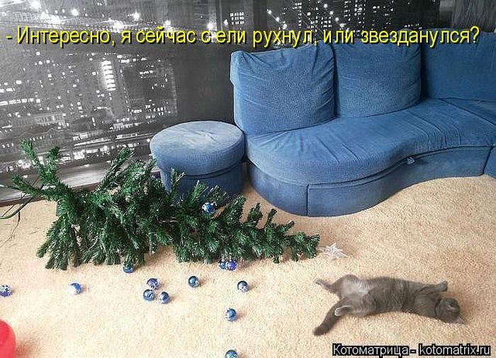 Лучшие котоматрицы недели