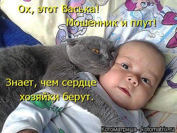 Лучшие котоматрицы недели (50 фото)