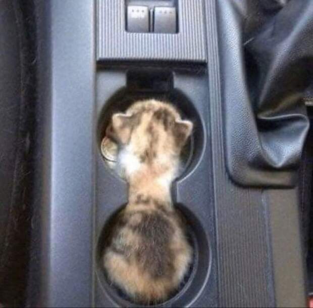 Забавные коты, у которых сбились заводские настройки