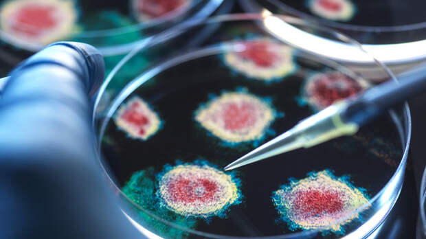 В России не выявили вариант коронавируса «цикада»