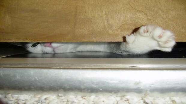 кошачье проявление любви (8)