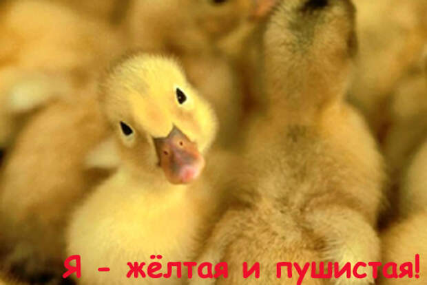 Подборочка прикольных открыток