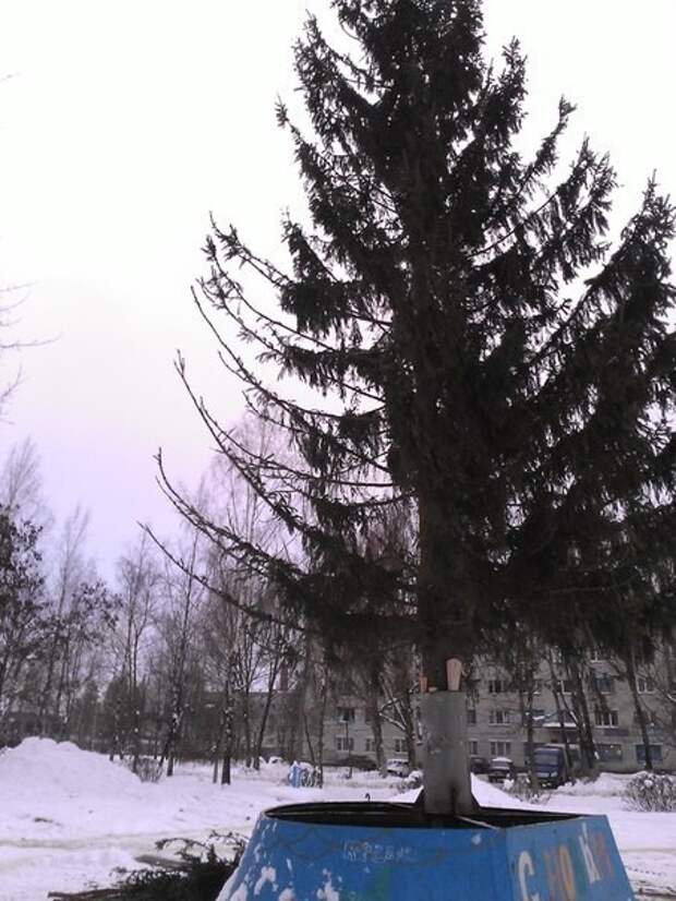 И вот она, нарядная, на праздник к нам пришла городская, прикол, центральная, ёлка