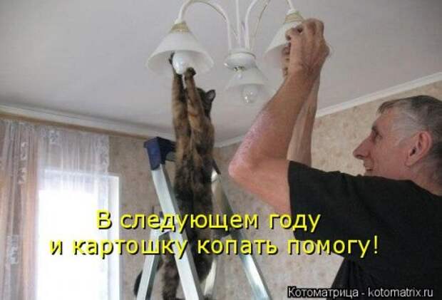 Новая и прикольная котоматрица на 22 сентября (29 фото)