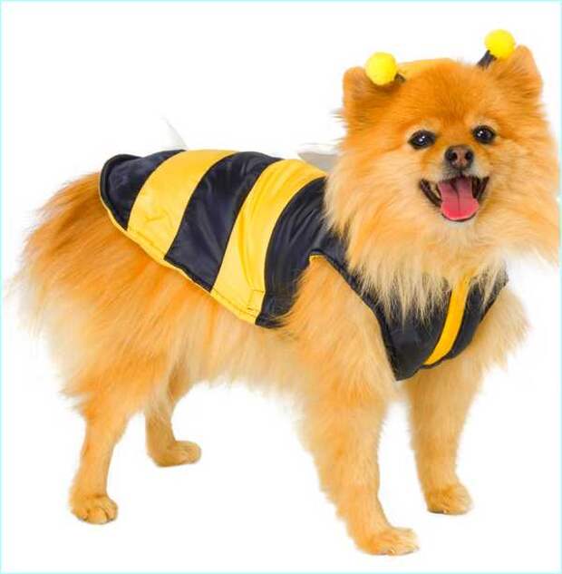 Halloween Bee Costumes For Dogs