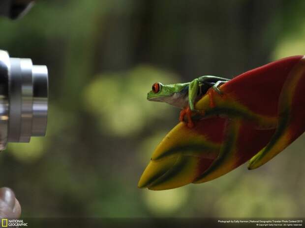 natgeocontest09 natgeocontest09 35 лучших фото животных на фотоконкурсе National Geographic Traveler