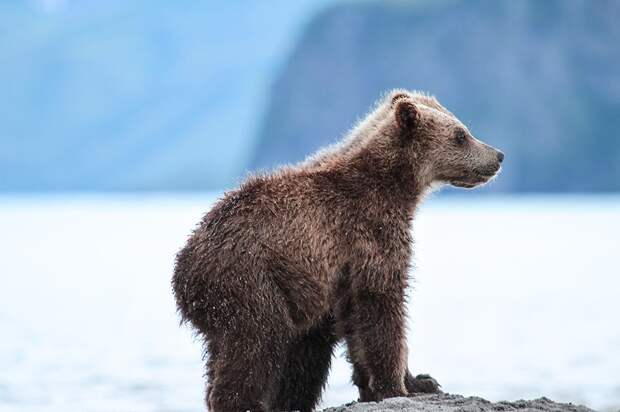 Лучшие фотографии от National Geographic октябре 2015