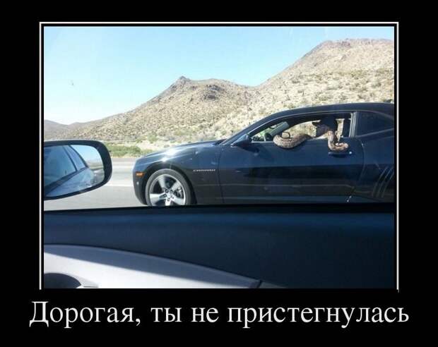 Демотиваторы  демотиваторы, прикол, смех, юмор