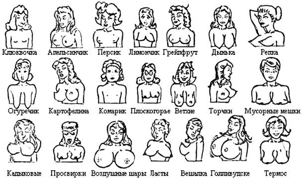 Женская грудь. Цифры и факты. анатомия, женская грудь, искусство, история