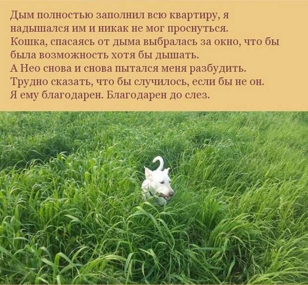 собака