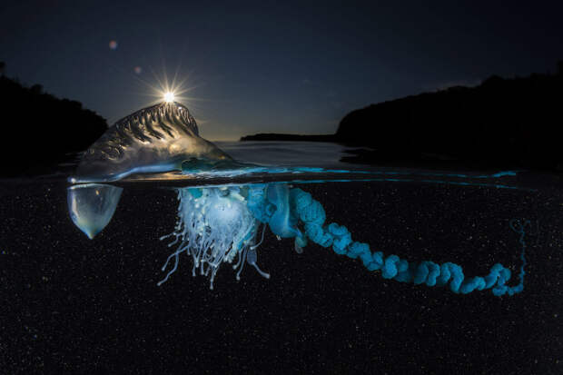 Медуза на восточном побережье Австралии