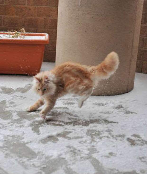 Умилительные фотографии животных, впервые увидевших снег 