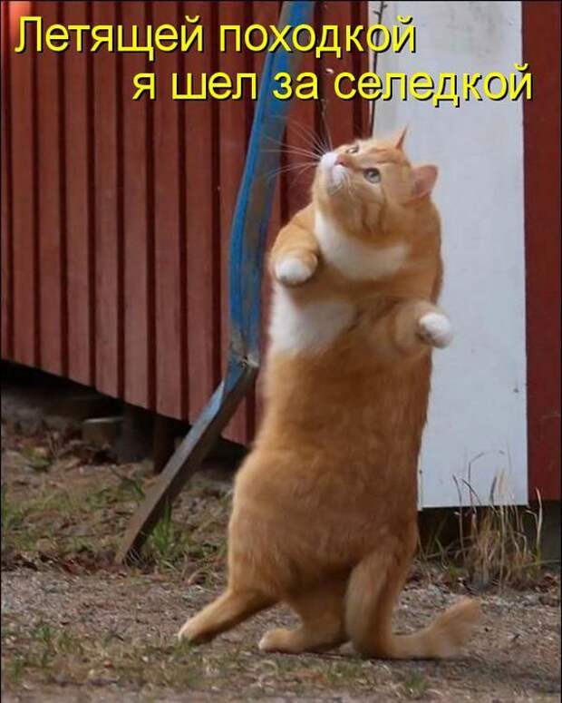 животные