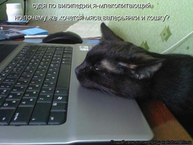 Лучшие котоматрицы - прикольные картинки Лучшие котоматрицы - прикольные картинки