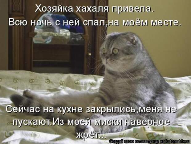 Подборка прикольных котоматриц