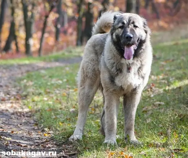 Кавказская овчарка собака. Описание, особенности, уход и цена кавказской овчарки