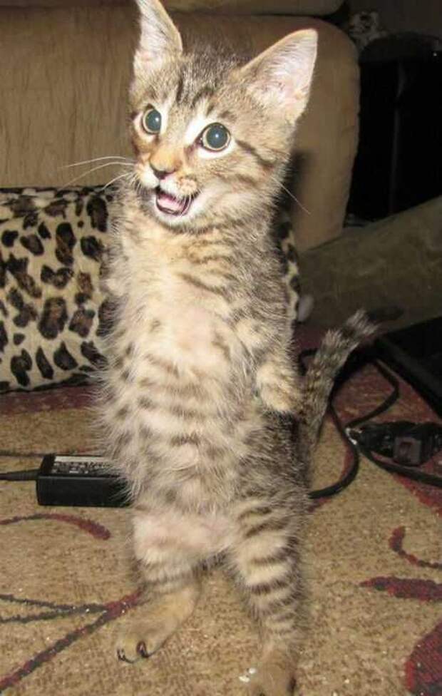 Котенок без передних лап