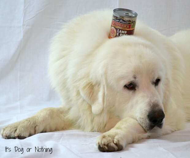 Great Pyrenees Evanger's Dog Food