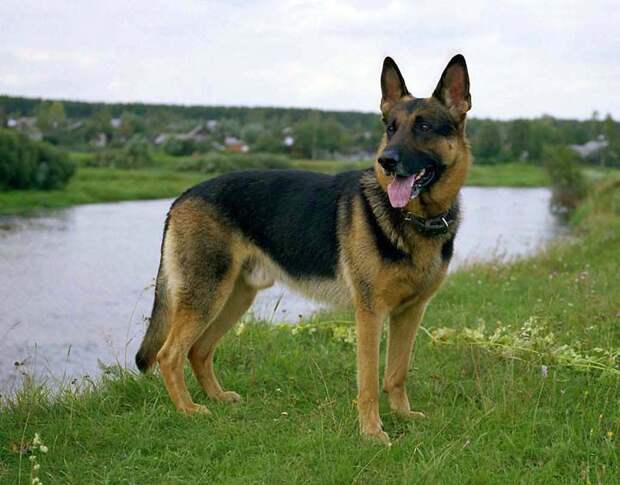 Интересные факты, которых вы могли не знать позновательное, события, мир, знаете ли вы, животные, факты, интересное